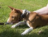 Basenji KSM Muenster 2014 (1076)